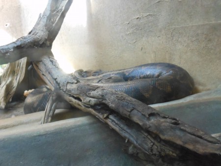 Le Python réticulé