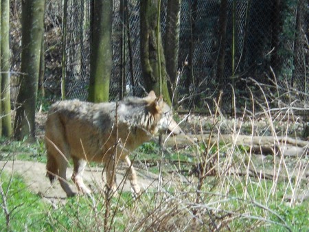 Le Loup