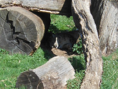 La Panthère des neiges