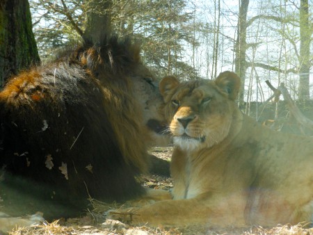 Le Lion et la Lionne